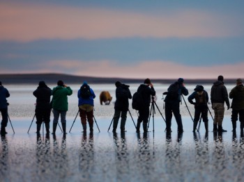 Photographers, brown bear, Lake Clark National Park, Alaska, USA, Ursus arctos,